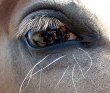 horse_animal_macro_13983_tn