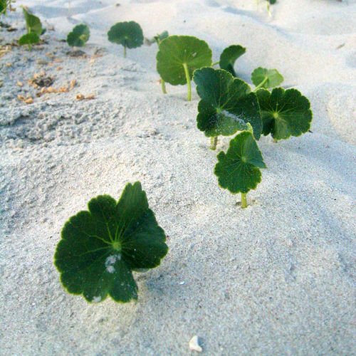 holdenbeach_beach_green_65582_l